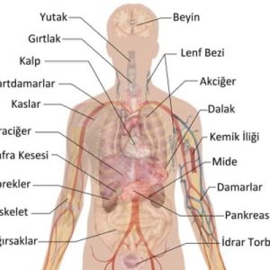 دوره آناتومی